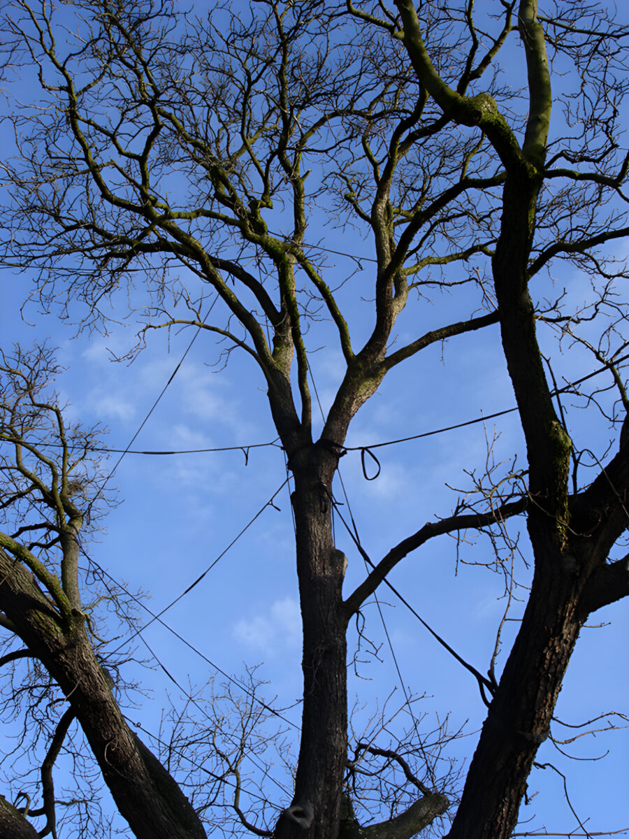 La Brigade Des Arbres Elagage Peyrehorade Haubanage