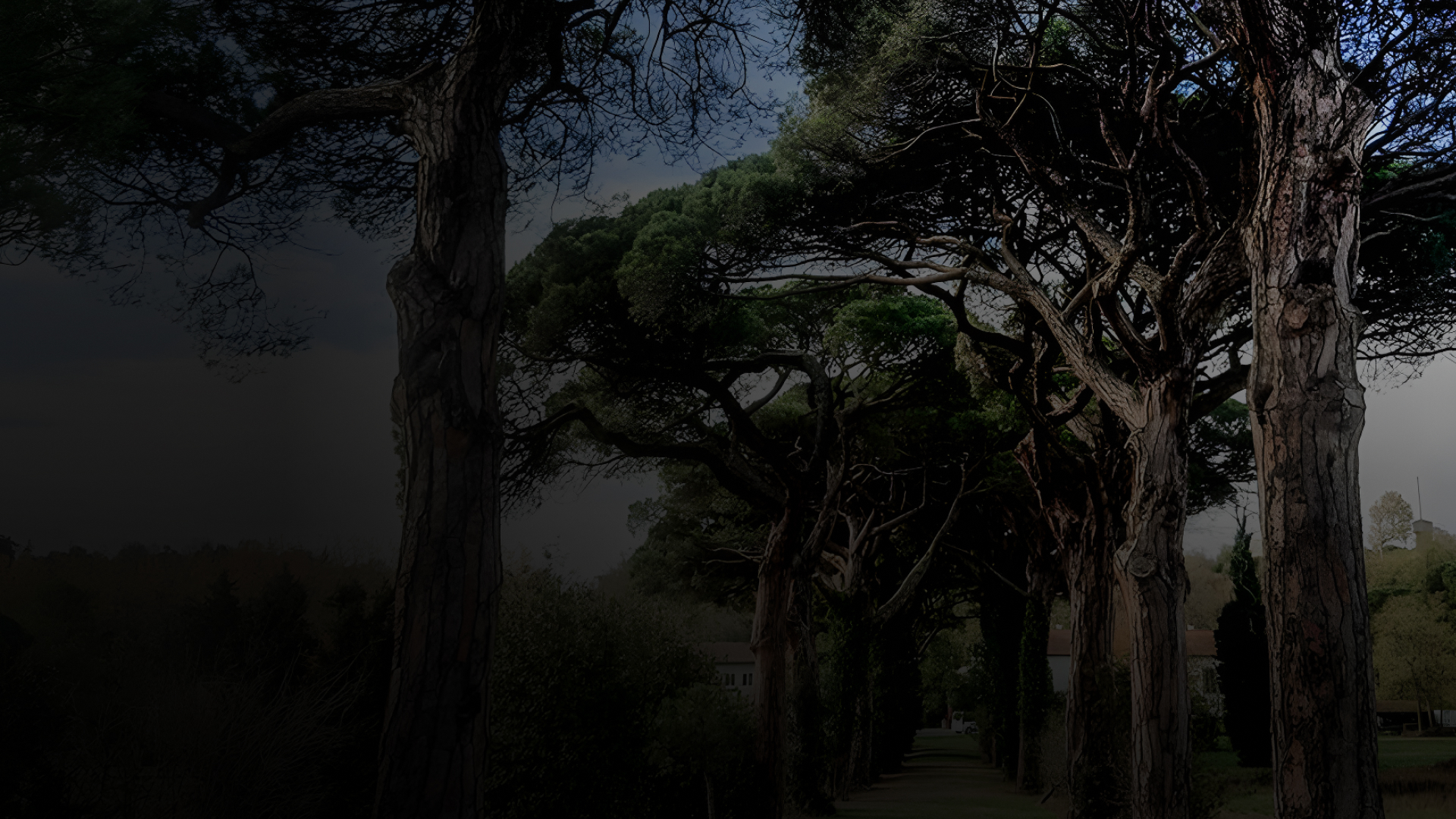 La Brigade Des Arbres Elagage Peyrehorade Slider 2