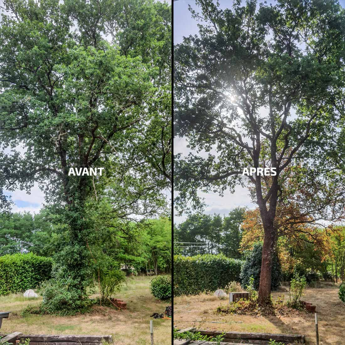 La Brigade Des Arbres Elagage Peyrehorade Taille 2