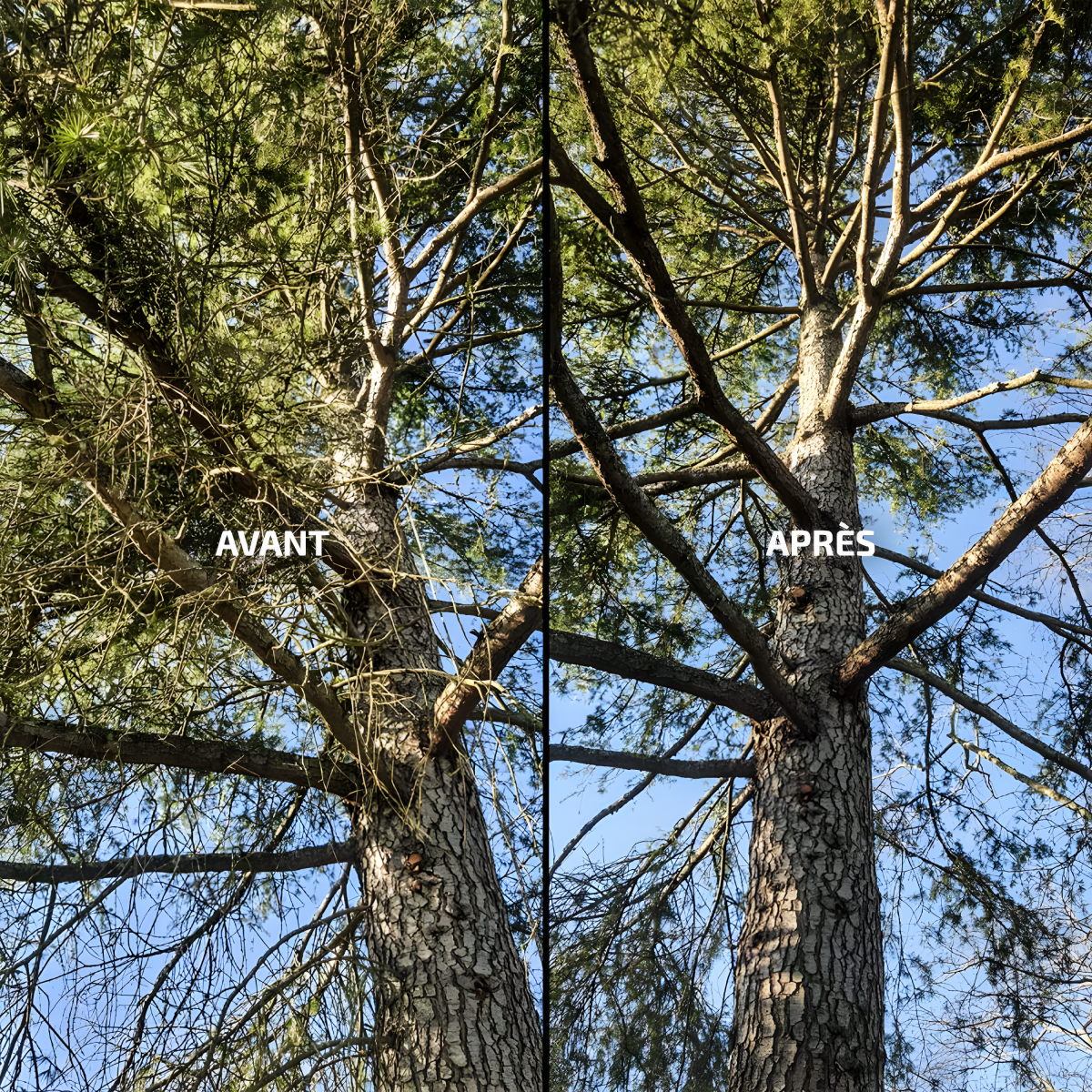 La Brigade Des Arbres Elagage Peyrehorade Taille