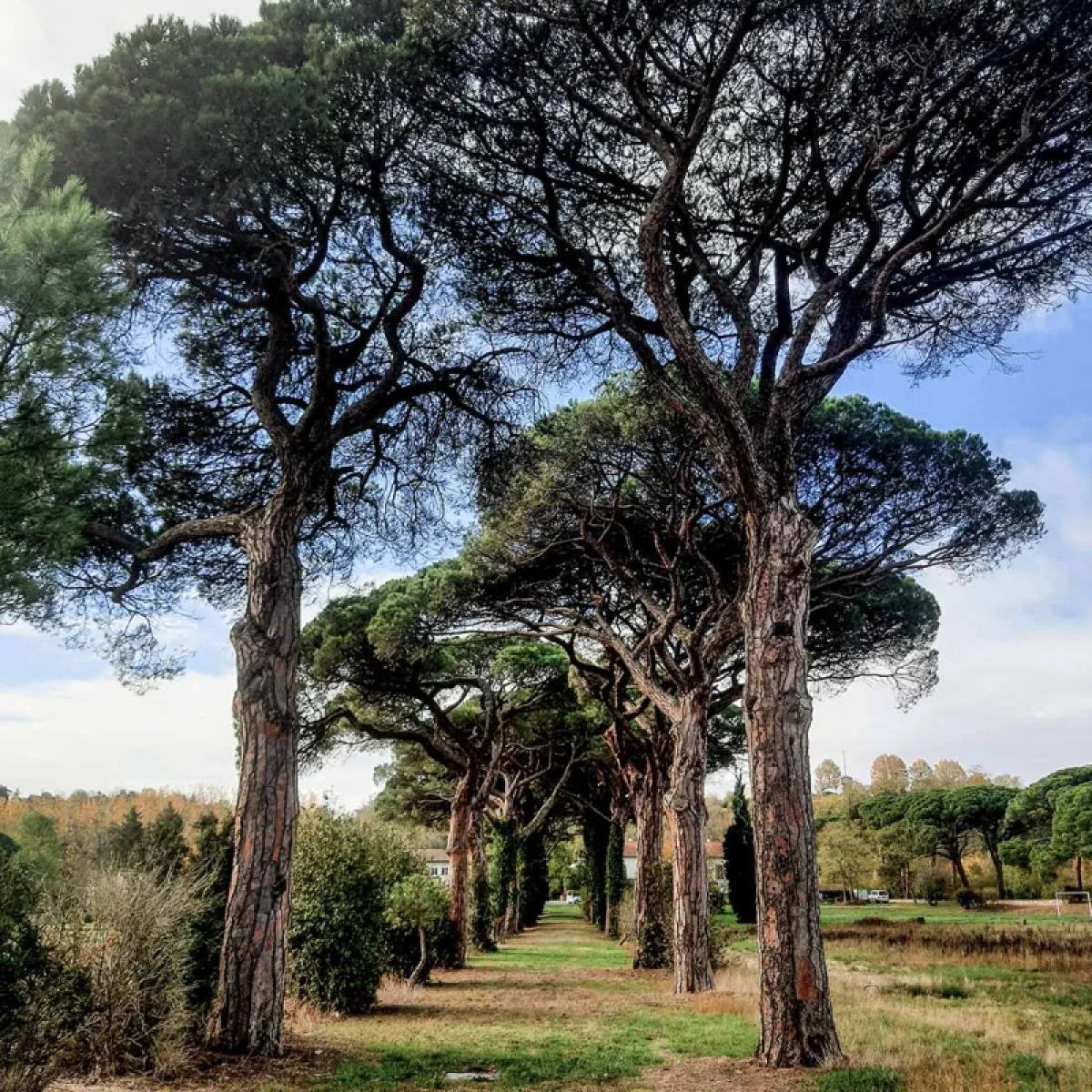 Débroussaillage et gestion arboricole à Agen