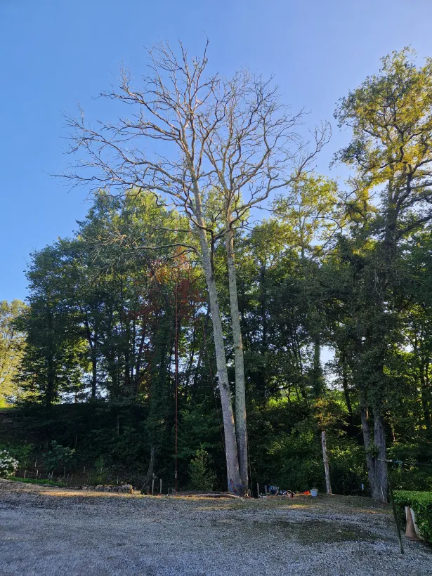 La Brigade Des Arbres Elagage Peyrehorade Demontagedechenesmortsavant
