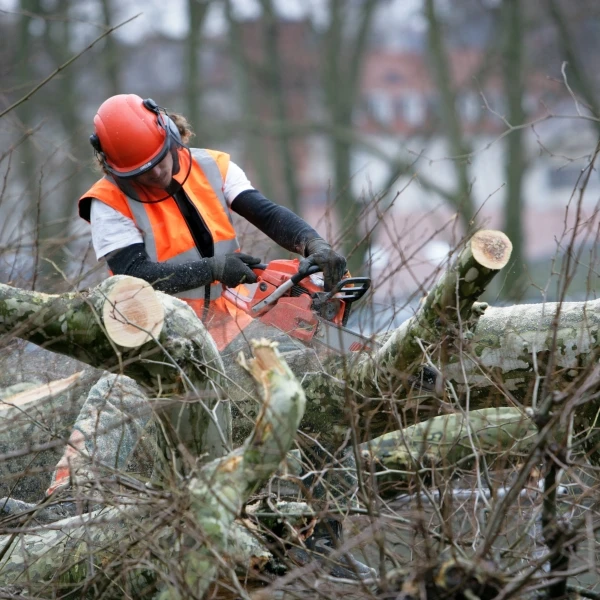 LA BRIGADE DES ARBRES